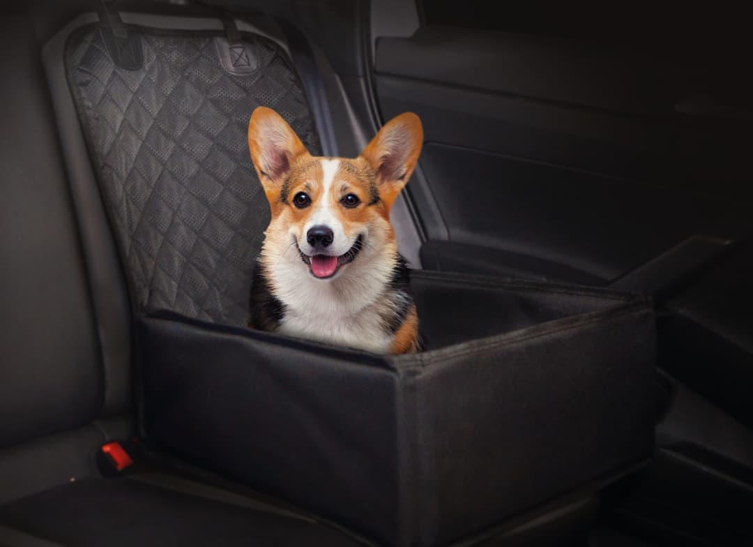 Hyundai Mobis acessórios pet