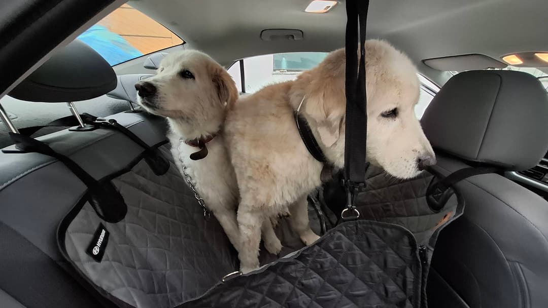 Capa para pets da Hyundai Mobis 2