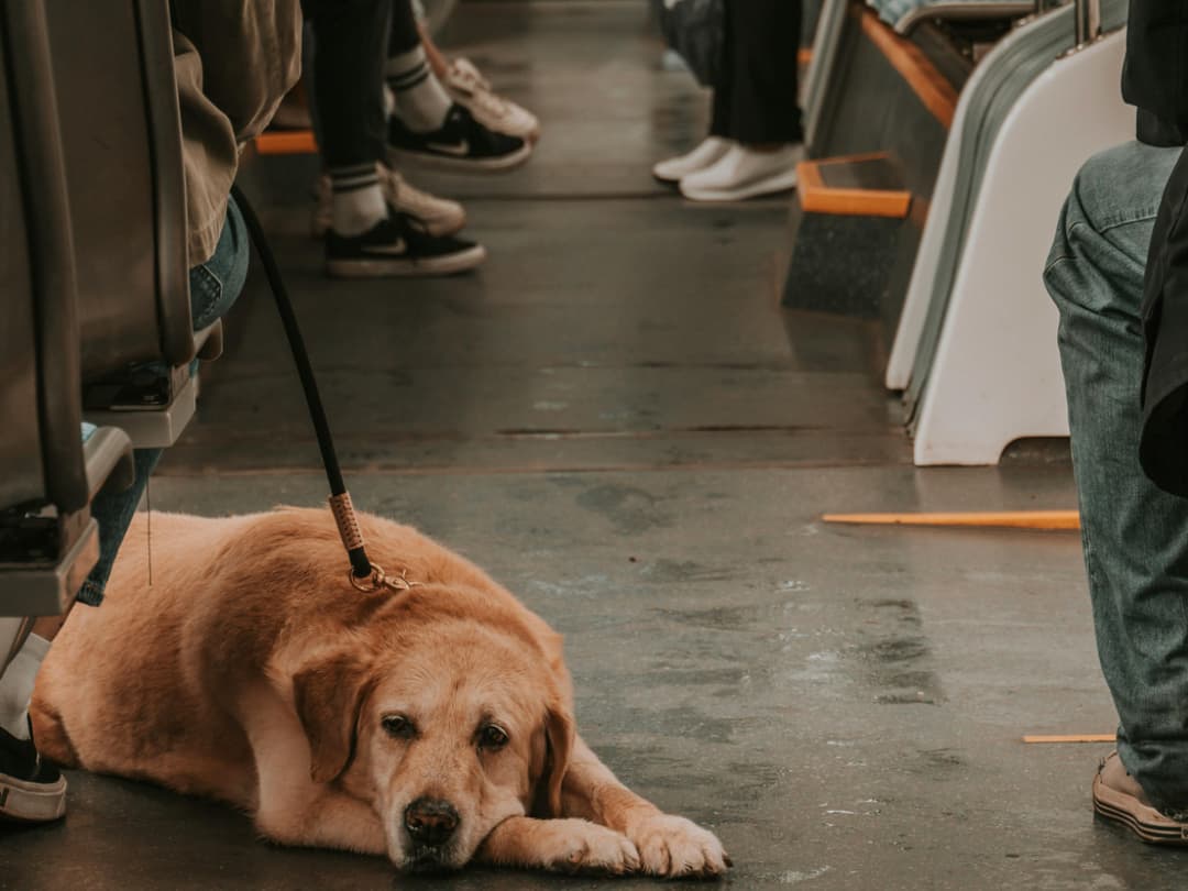 Curitiba permite pets nos ônibus / Imagem: Aleksandr Sochnev (Pexels)